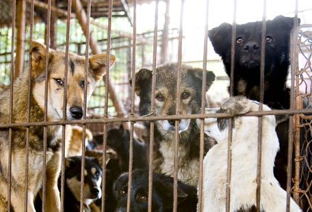 Cães e Gatos são Comida na China - AntonioBorba.com