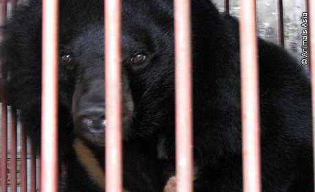 Urso Moon Bear enjaulado na China - AntonioBorba.com