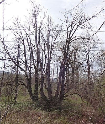 Árvore Peculiar encontrada no Snoqualmie Trail - AntonioBorba.com