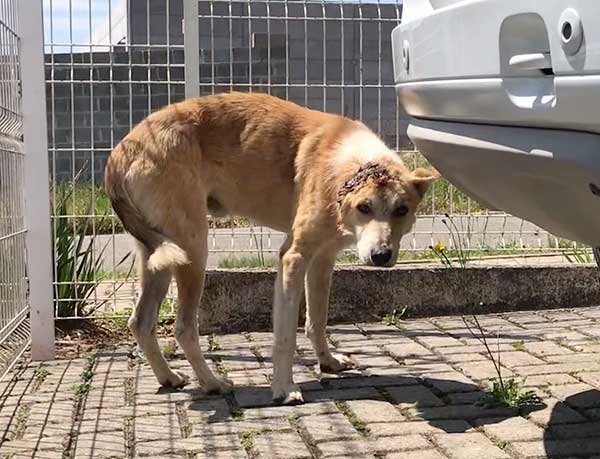 Evander - O Dog de uma Orelha - História de um Resgate